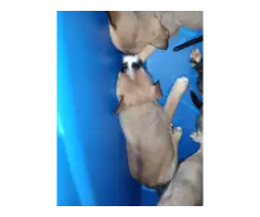 5 boy and 2 girl pitsky puppies - 9
