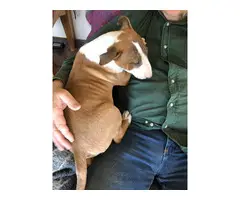 AKC Red and white Bull Terrier puppies for sale - 5