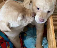2 AKC Yellow Labrador Retriever Puppies