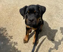 14-week-old Rottweiler puppy for sale