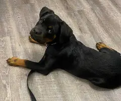 14-week-old Rottweiler puppy for sale - 2