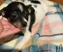 4 Chihuahua/Basenji Mix Puppies
