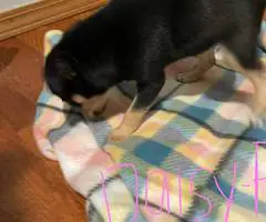 4 Chihuahua/Basenji Mix Puppies - 3