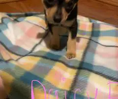 4 Chihuahua/Basenji Mix Puppies - 4