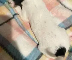 4 Chihuahua/Basenji Mix Puppies - 6