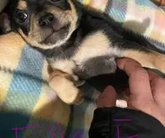 4 Chihuahua/Basenji Mix Puppies - 9