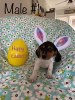 6 Easter Beagle puppies ready for new homes