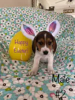 6 Easter Beagle puppies ready for new homes - 2