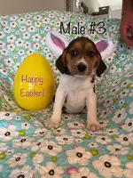 6 Easter Beagle puppies ready for new homes - 3