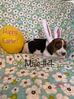 6 Easter Beagle puppies ready for new homes - 4