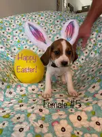 6 Easter Beagle puppies ready for new homes - 5