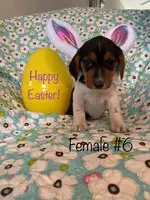6 Easter Beagle puppies ready for new homes - 6