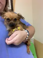 Brown Yorkie/ chi mixed puppy looking for a loving home