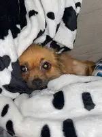 Brown Yorkie/ chi mixed puppy looking for a loving home - 3