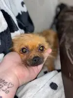 Brown Yorkie/ chi mixed puppy looking for a loving home - 5