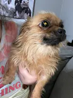 Brown Yorkie/ chi mixed puppy looking for a loving home - 6