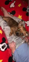 Brown Yorkie/ chi mixed puppy looking for a loving home - 7