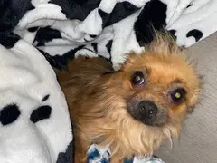 Brown Yorkie/ chi mixed puppy looking for a loving home - 9