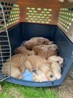 Golden Retriever puppies for sale - 3