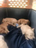 Golden Retriever puppies for sale - 4