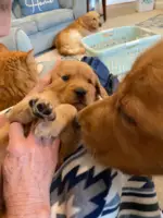Golden Retriever puppies for sale - 5