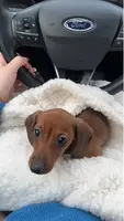 20 weeks miniature dachshund puppy - 2
