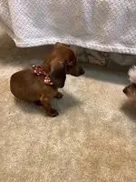 20 weeks miniature dachshund puppy - 3
