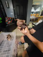 2 Cute Toy Chihuahua Puppies