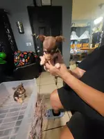 2 Cute Toy Chihuahua Puppies - 2