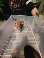 2 Cute Toy Chihuahua Puppies - 3
