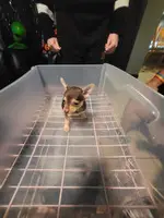 2 Cute Toy Chihuahua Puppies - 4
