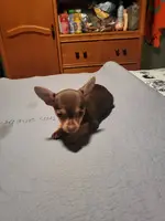 2 Cute Toy Chihuahua Puppies - 5