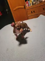 2 Cute Toy Chihuahua Puppies - 6