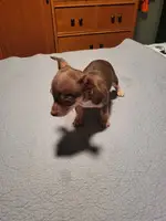 2 Cute Toy Chihuahua Puppies - 7