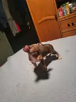 2 Cute Toy Chihuahua Puppies - 8