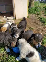 Pyrenees/Anatolian shepherd LGD puppies - 3