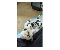3 female Maltese Shih Tzu puppies for sale