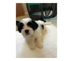 3 female Maltese Shih Tzu puppies for sale - 6