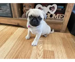 Beautiful Pug Puppies for Sale - 2