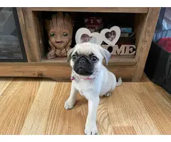 Beautiful Pug Puppies for Sale - 3