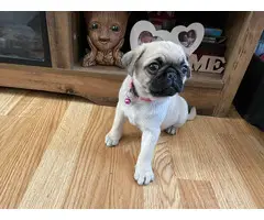 Beautiful Pug Puppies for Sale - 4