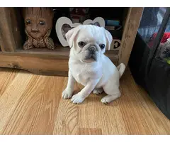 Beautiful Pug Puppies for Sale - 5