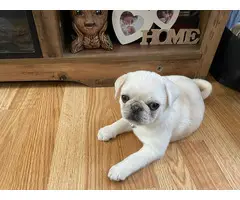 Beautiful Pug Puppies for Sale - 6
