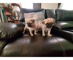 Beautiful Pug Puppies for Sale - 7