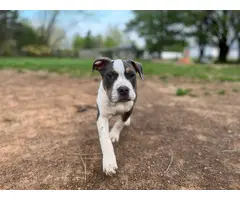 Black tri and blue tri American Bully puppies for adoption