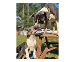 Black tri and blue tri American Bully puppies for adoption - 3