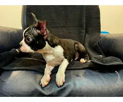3 Boston Terrier puppies for sale