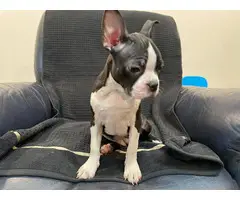 3 Boston Terrier puppies for sale - 2