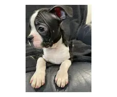 3 Boston Terrier puppies for sale - 3
