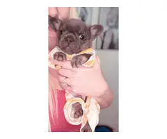 7 weeks old AKC Male French Bulldog Puppy for Sale - 2